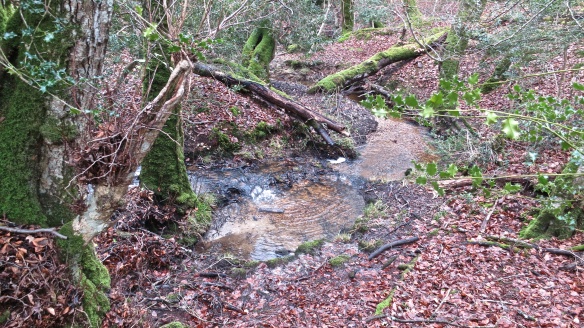 Malwood stream (5)