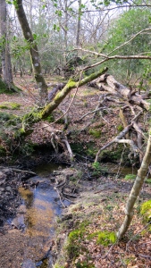 Malwood stream