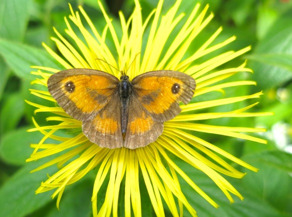 Meadow Brown butterfly on Inula