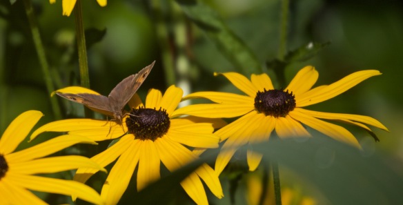 Meadow Brown butterfly on rudbeckia 2