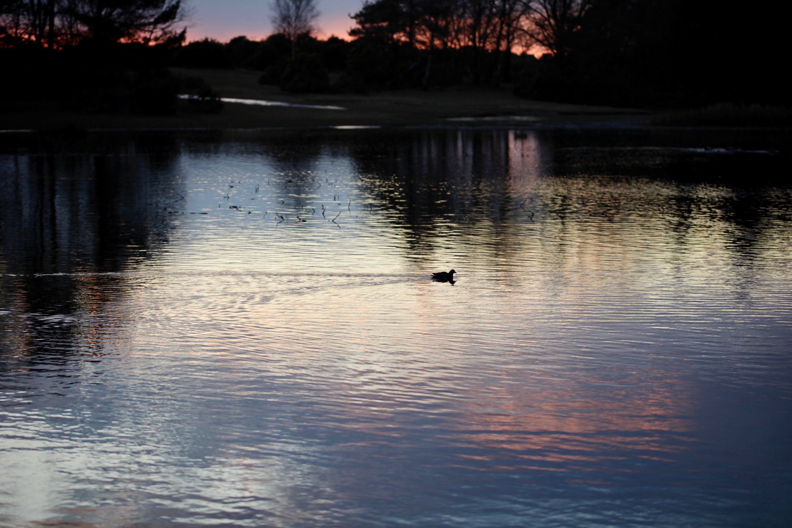 Waterfowl and cloud reflected at sunset