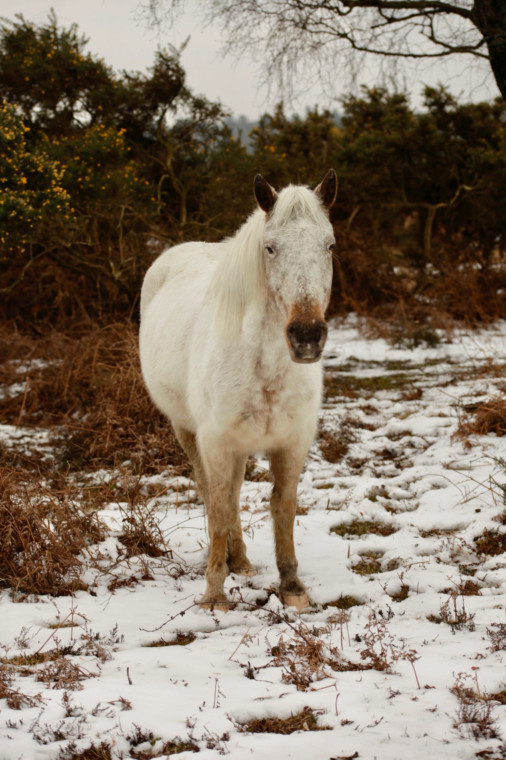 Pony, snow, bracken, gorse