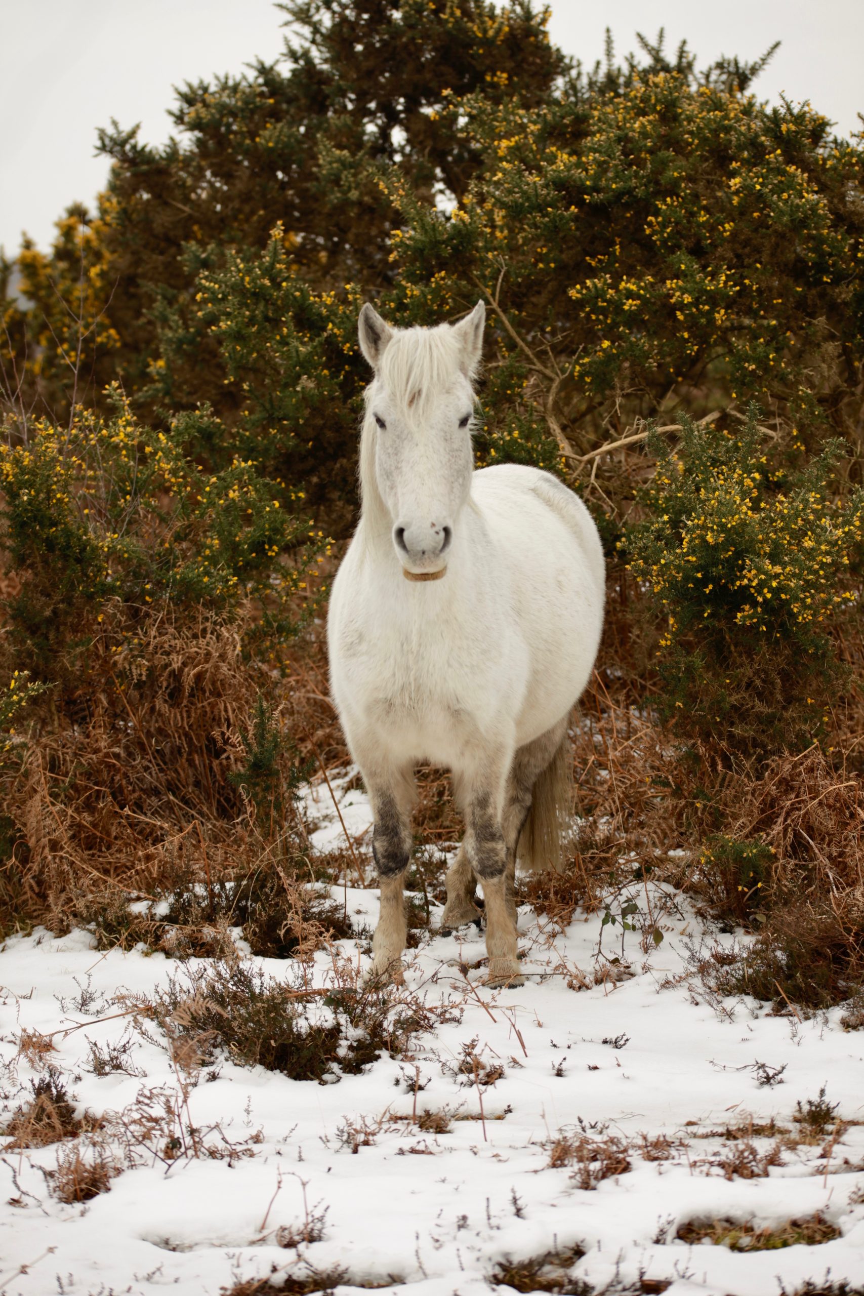 Pony, snow, bracken, gorse