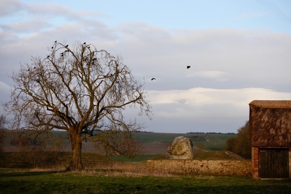 Jackdaw tree and Stone