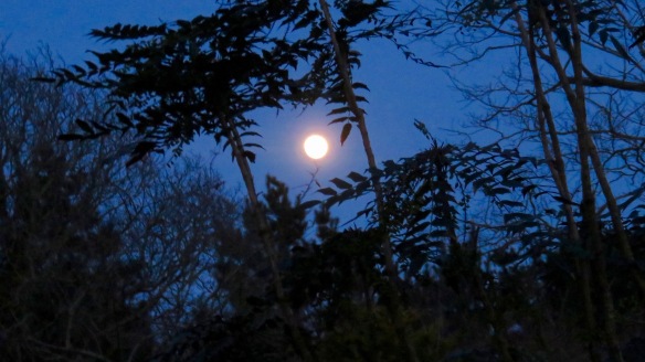 Moon and mahonia