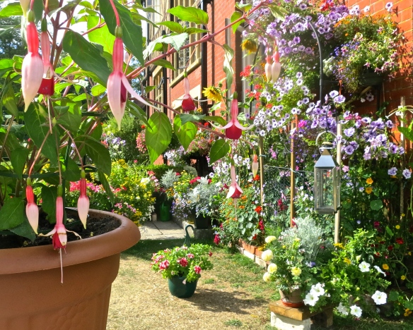 Hanging baskets deals morrisons