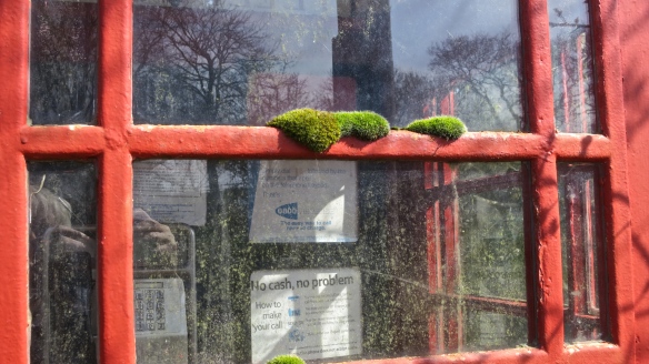 Moss on phonebox