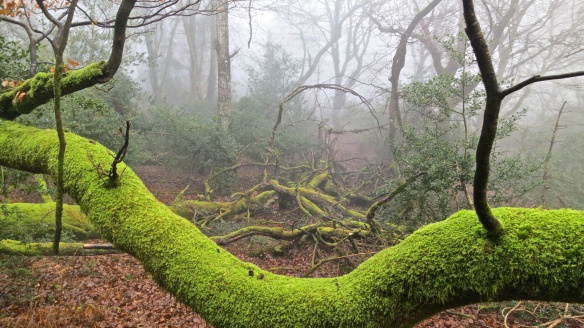 Mossy branches