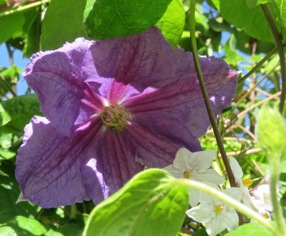 Clematis Mrs N. Thompson and solanum