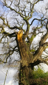 Oak blasted - Adam or Eve