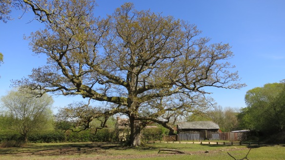 Oak near Sir Walter Tyrrell