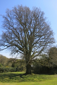 Oak tree 5