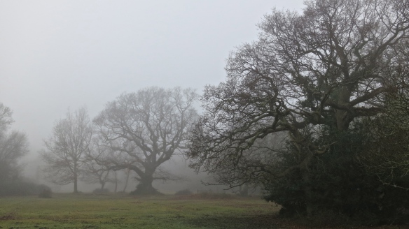 Oaks in mist