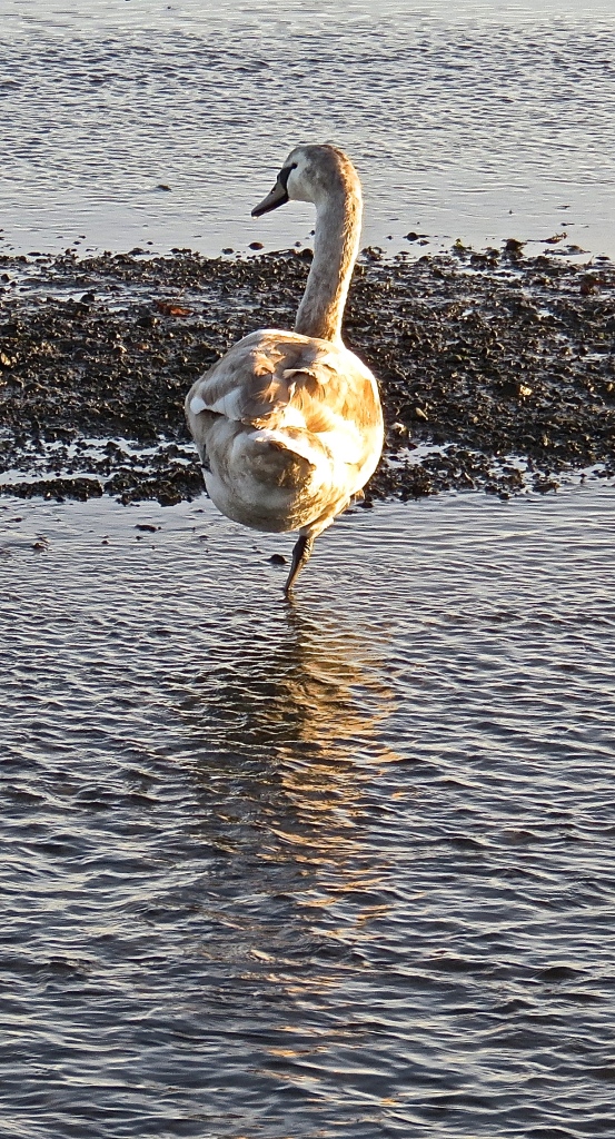 One-legged swan
