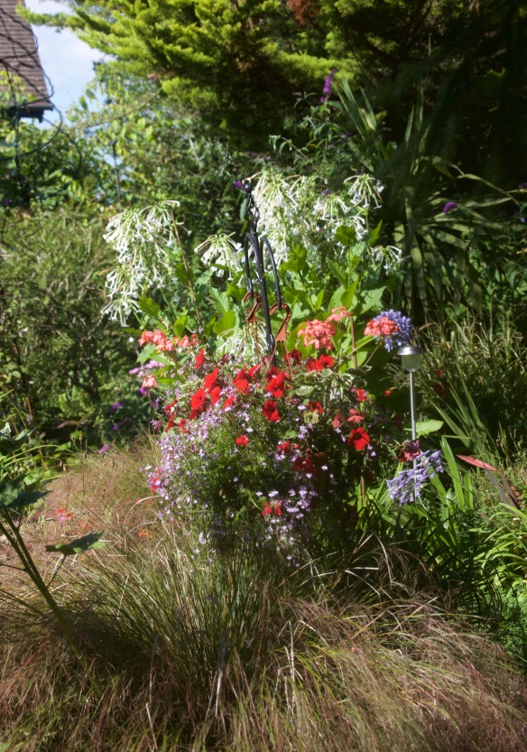 Ornamental grass, petunias, lobelias, nicotiana sylvestris