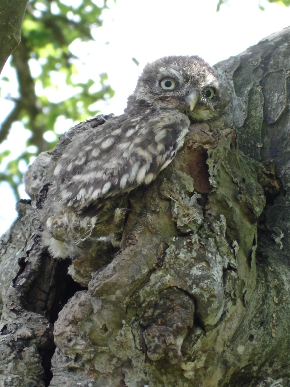 Owling by Harri