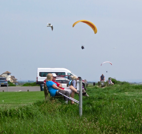 Paragliders and gulls