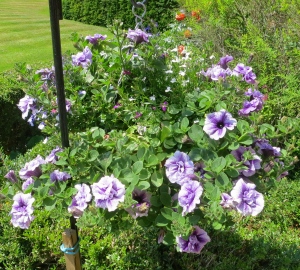 Petunias