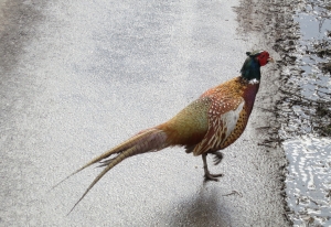 Pheasant 2.13