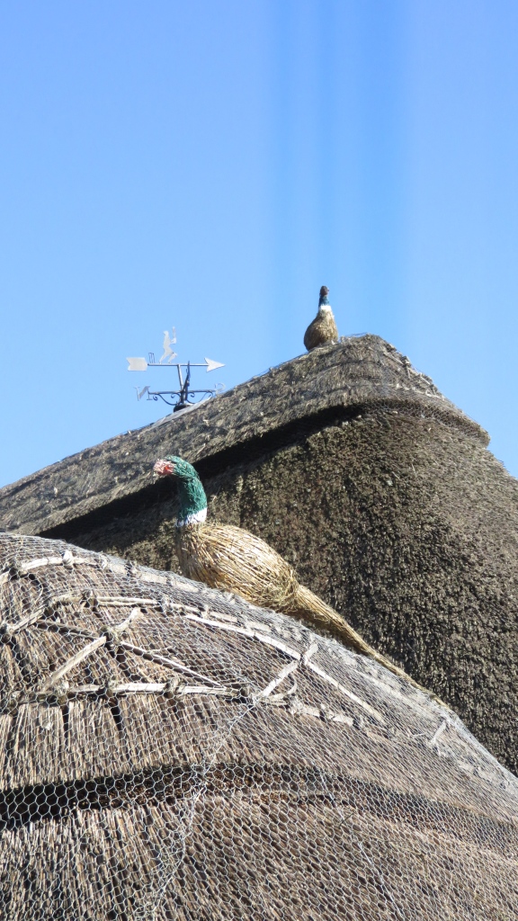 Pheasants on roof