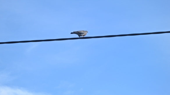 Pigeon on cable