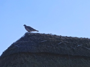 Pigeon on thatched roof