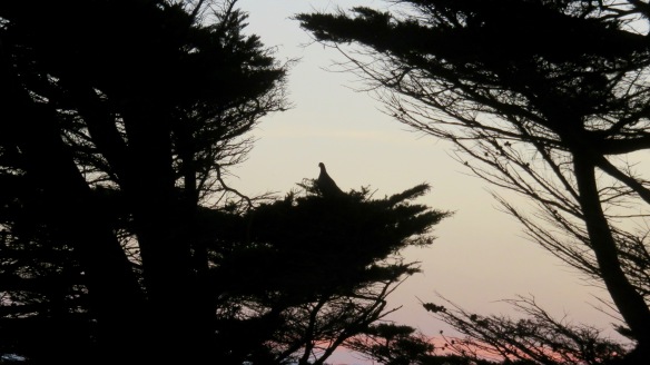Pigeon in pines