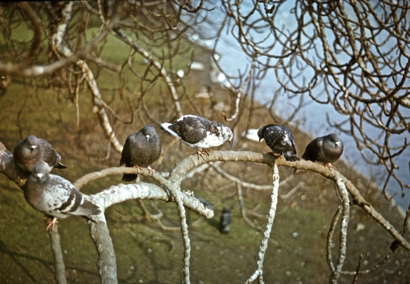 Pigeons on Branch