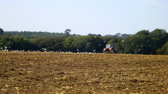 Ploughing with seagulls