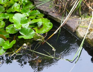 Pond in rain