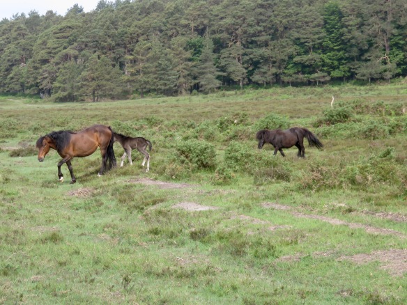 Ponies and foal 2