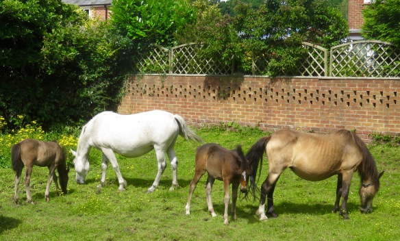 Ponies and foals