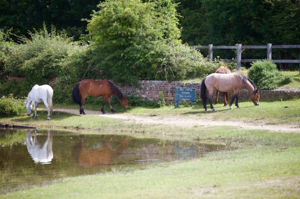 Ponies reflected