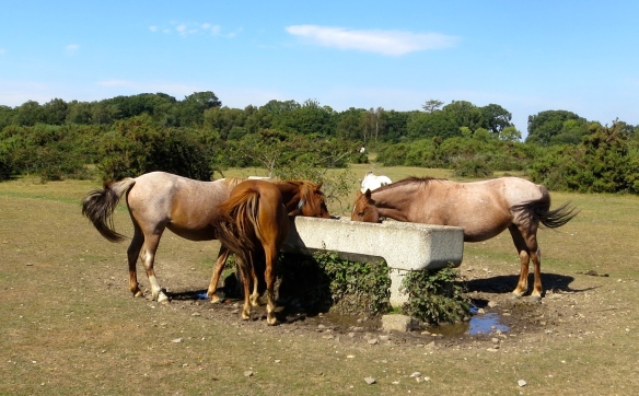 Ponies at trough
