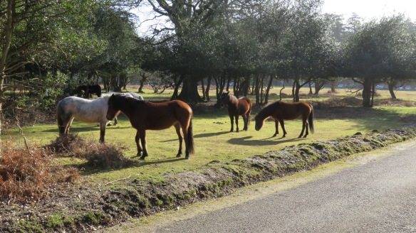 Ponies by roadside