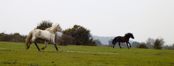 Ponies galloping
