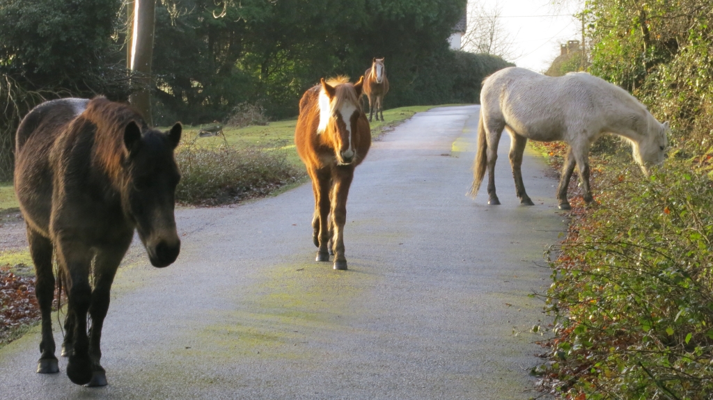 Ponies on road 12.12