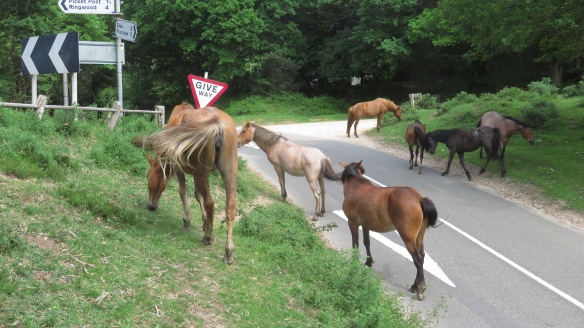 Ponies on road 2