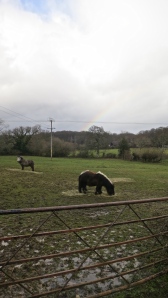 Ponies & rainbow