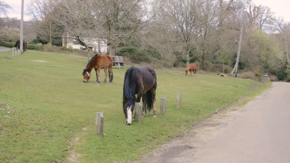 Ponies - Seamans Corner