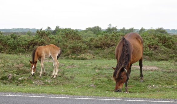 Pony and foal 3