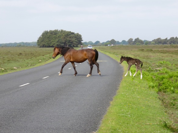 Pony and foal crossing road 1