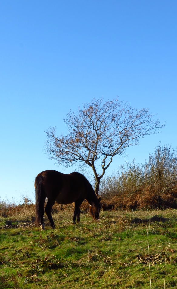Pony and tree