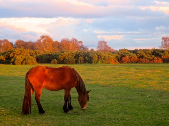 Pony at sunset