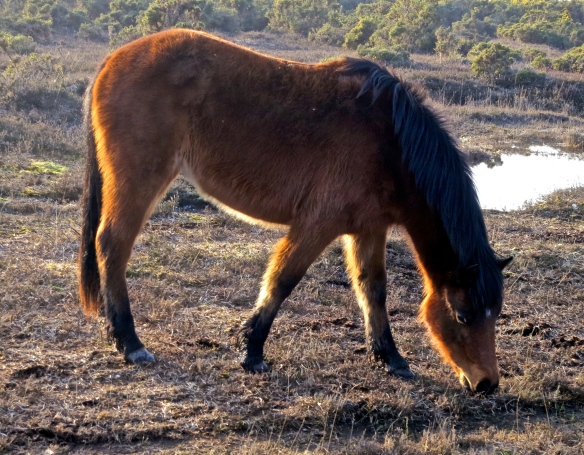 Pony brown backlit 2