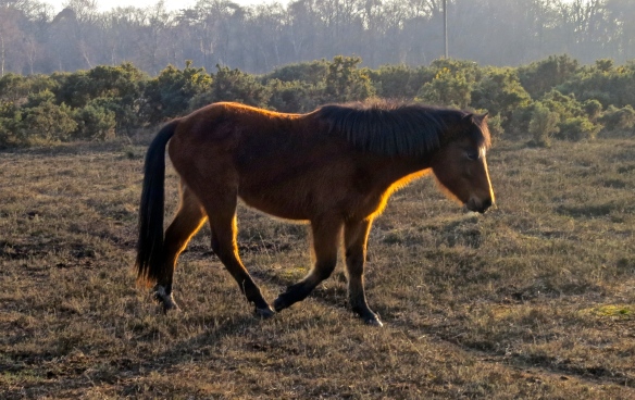 Pony brown backlit