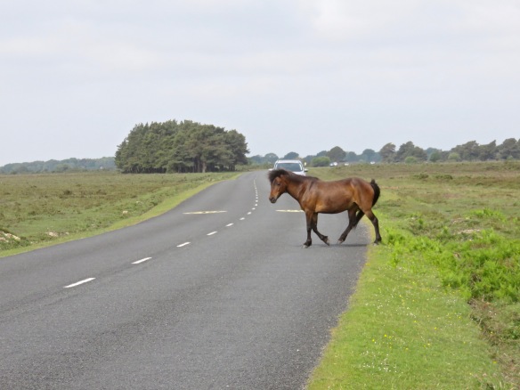 Pony crossing road