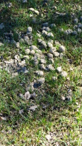 Pony droppings