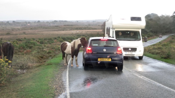 Pony holding up traffic
