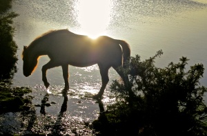 Pony in pond (backlit)
